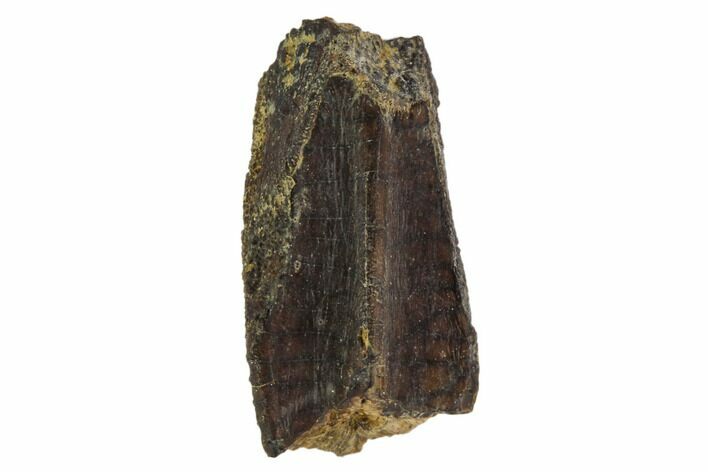 Hadrosaur (Duck-Billed Dinosaur) Tooth - Montana #106870